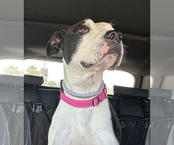 Medium Photo #7 American Pit Bull Terrier-Unknown Mix Puppy For Sale in Redlands, CA, USA
