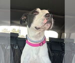 Small #6 American Pit Bull Terrier Mix