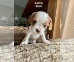 Puppy Austin Cavalier King Charles Spaniel