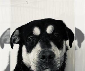 Rottweiler-Unknown Mix Dogs for adoption in Houston, TX, USA