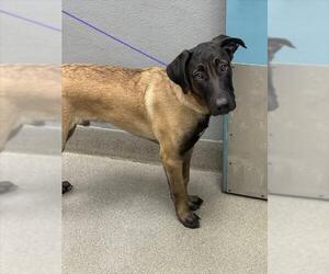 Great Dane-Unknown Mix Dogs for adoption in Las Vegas, NV, USA