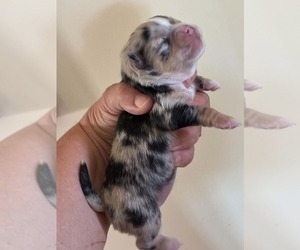 Chihuahua Puppy for sale in NEWVILLE, PA, USA