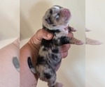 Image preview for Ad Listing. Nickname: AKC Panorama