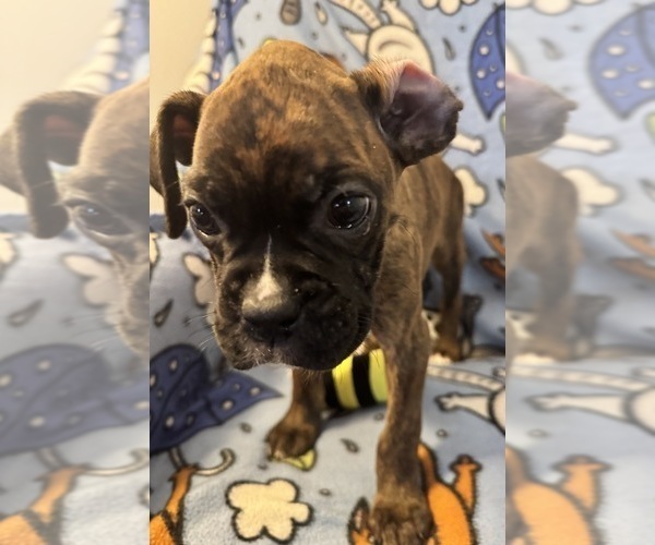Medium Photo #1 Boxer Puppy For Sale in LANSING, MI, USA