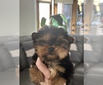 Small Yorkshire Terrier