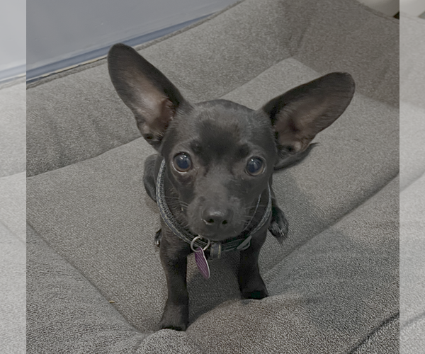 Medium Photo #2 Chihuahua-Unknown Mix Puppy For Sale in Bellevue, WA, USA