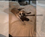 Small #3 Mutt