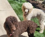 Small #34 Poodle (Standard)