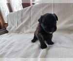Small Photo #13 Bouvier Des Flandres Puppy For Sale in BERWICK, ME, USA