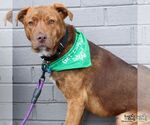 Small #2 Labrador Retriever Mix