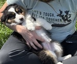 Small #3 Miniature American Shepherd