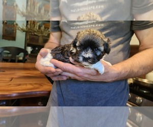 Medium Havanese