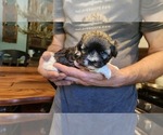 Puppy Puppy 1 Chia Havanese