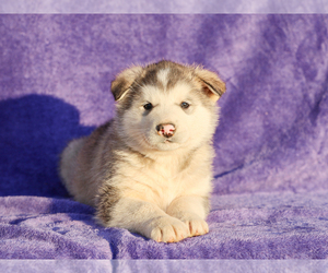 Alaskan Malamute Puppy for sale in LIBERTY, KY, USA