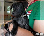 Small #2 Labrador Retriever-Retriever  Mix
