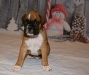 Small Photo #4 Boxer Puppy For Sale in CHILHOWEE, MO, USA
