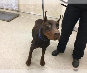 Doberman Pinscher Dogs for adoption in Riverside, CA, USA