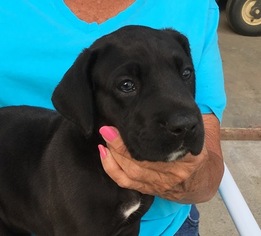 Great Dane Puppy for sale in EWING, KY, USA