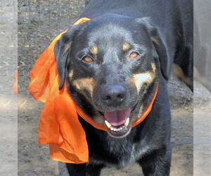 Jed - Male Labrottie Dog for Adoption - Photo #4