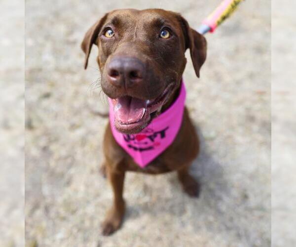 Medium Photo #4 Labrador Retriever-Unknown Mix Puppy For Sale in San Antonio, TX, USA