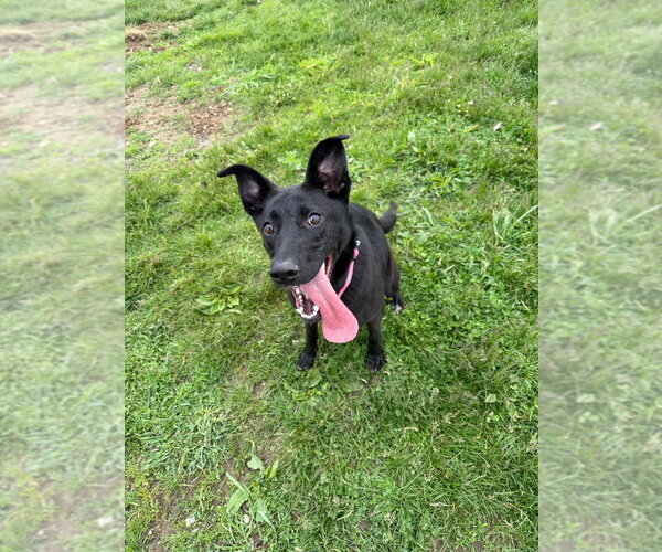 Medium Photo #4 Mutt Puppy For Sale in Pierceton , IN, USA