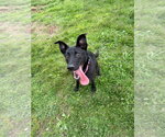Small #3 Mutt