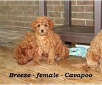 Small #2 Cavapoo