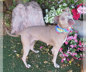 American Staffordshire Terrier Dogs for adoption in Oklahoma City, OK, USA