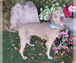Small American Staffordshire Terrier