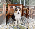 Brooks - Male Pembroke Welsh Corgi Puppy for Sale - Photo #9