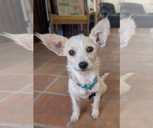 Medium Photo #1 Chihuahua-Unknown Mix Puppy For Sale in San Bernardino , CA, USA