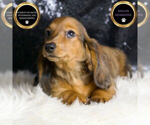 Dachshund Puppy for sale in WARSAW, IN, USA