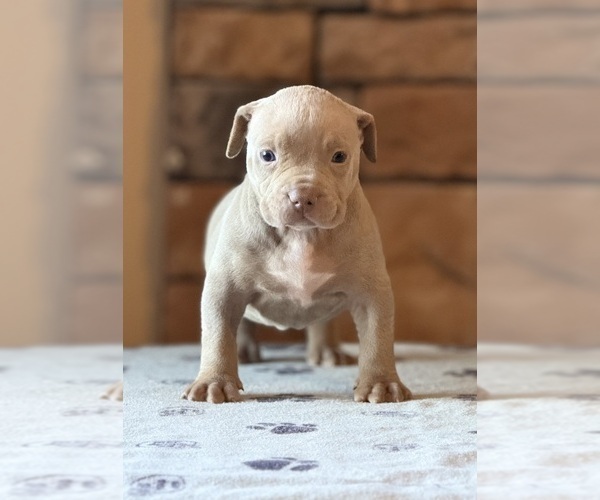 Medium Photo #5 American Bully Puppy For Sale in ORANGEBURG, SC, USA