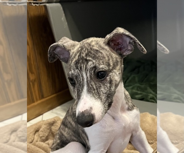 Medium Photo #9 Whippet Puppy For Sale in SOUTH SIOUX CITY, NE, USA