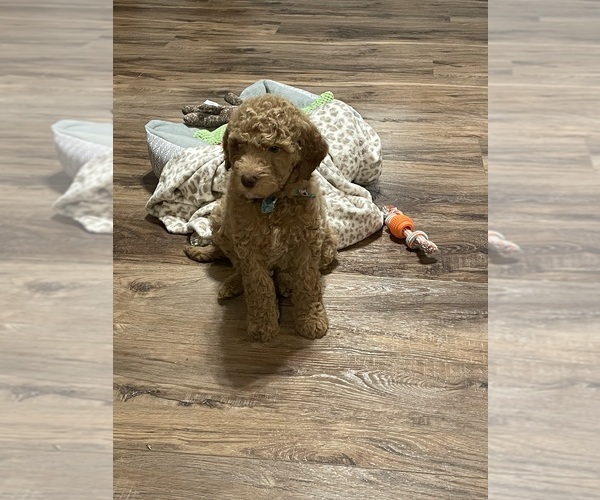 Medium Photo #1 Labradoodle Puppy For Sale in ELIZABETHTOWN, KY, USA