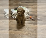 Small Photo #1 Labradoodle Puppy For Sale in ELIZABETHTOWN, KY, USA