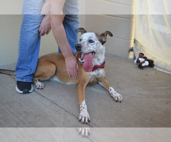 Medium Photo #2 Mutt Puppy For Sale in McKinney, TX, USA