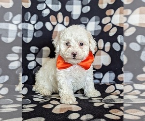 Poodle (Toy) Puppy for sale in KINZERS, PA, USA