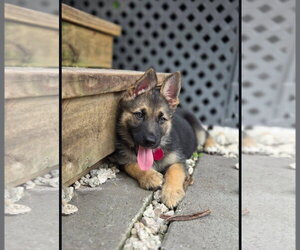 German Shepherd Dog-Unknown Mix Dogs for adoption in Royal Palm Beach, FL, USA