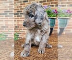 Small #1 Aussiedoodle