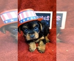 Small #8 Yorkshire Terrier