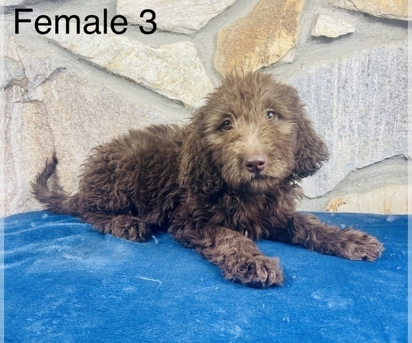 Medium Photo #3 Labradoodle Puppy For Sale in OCALA, FL, USA