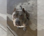 Small Mutt