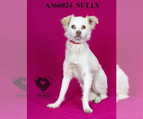 Medium Photo #2 Mutt Puppy For Sale in Stockton, CA, USA