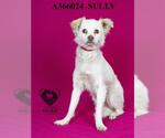Small #1 Mutt