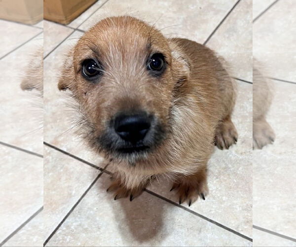 Medium Photo #1 Beagle-Unknown Mix Puppy For Sale in Tracy City, TN, USA