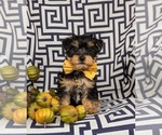 Small Photo #3 YorkiePoo Puppy For Sale in OXFORD, PA, USA