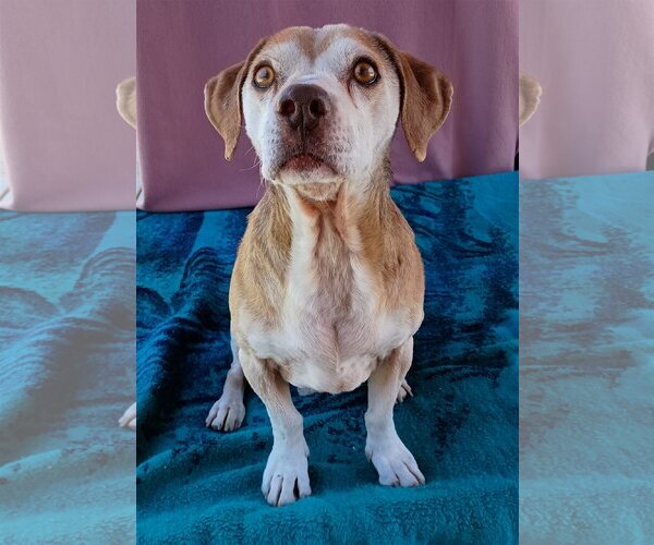 Medium Photo #7 Beagle Puppy For Sale in Apple Valley, CA, USA