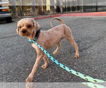 Small #2 Maltipoo