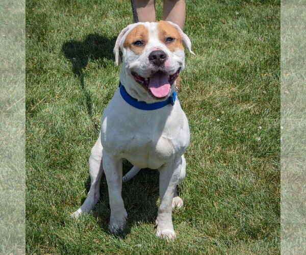 Medium Photo #5 American Bulldog-American Staffordshire Terrier Mix Puppy For Sale in Huntley, IL, USA